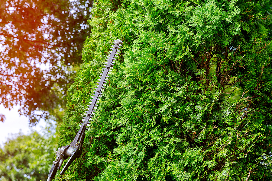 Триммер для живой изгороди